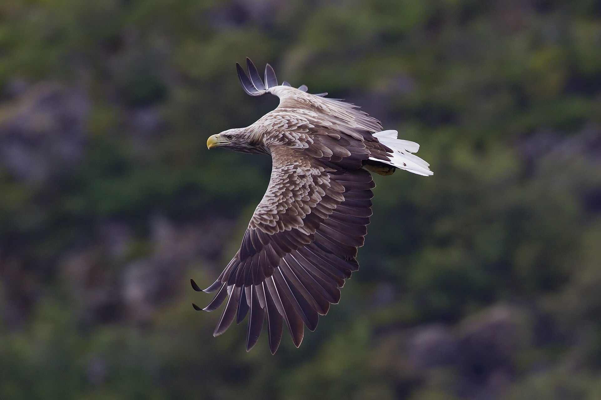 Zeearend (Haliaeetus albicilla).