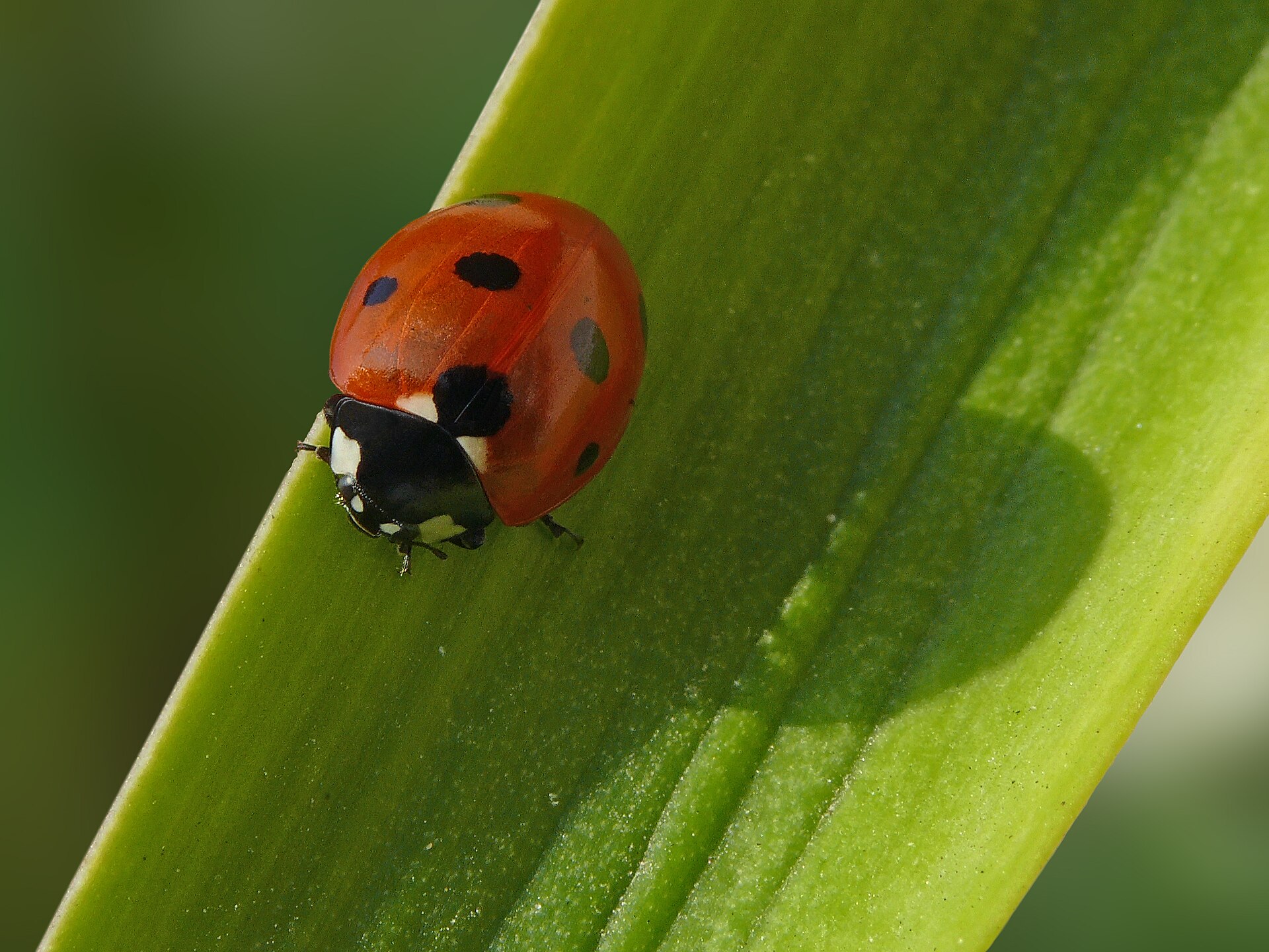 Zevenstippelig lieveheersbeestje in de omgeving van de foto (Coccinella septempunctata).