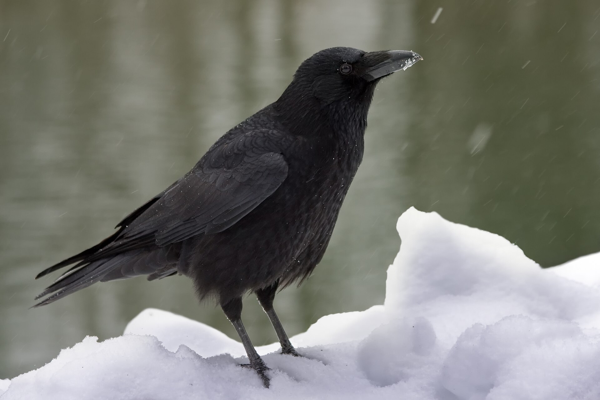Zwarte kraai in de omgeving van de foto (Corvus corone).