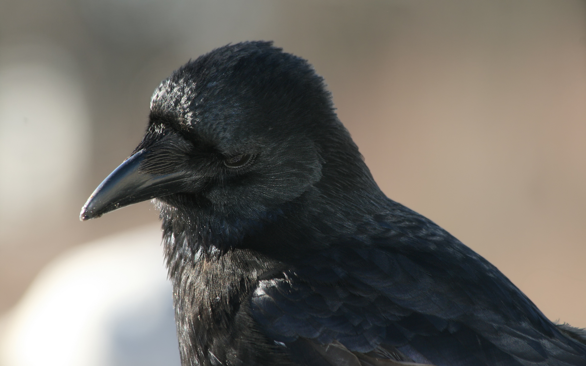 Zwarte kraai (Corvus corone).